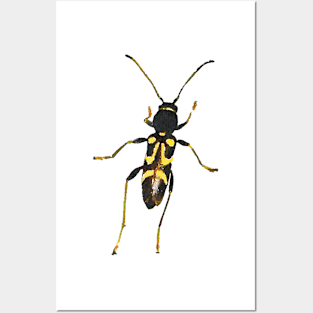 Round-necked Longhorn Beetle Posters and Art